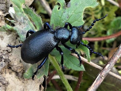 Réf. 319 475 : Meloe proscarabaeus